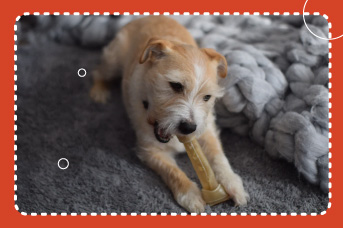 dientes de leche en los perros.jpg